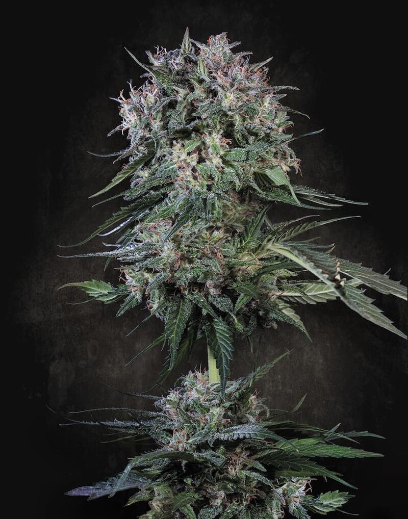 Doppler, Фасовка: 3